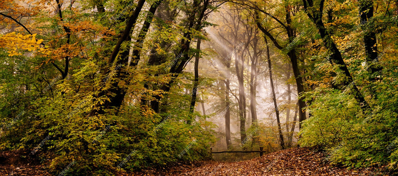 Wald-Fototapete