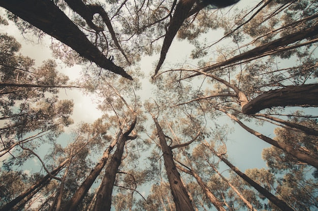 Sfondo di un albero forestale