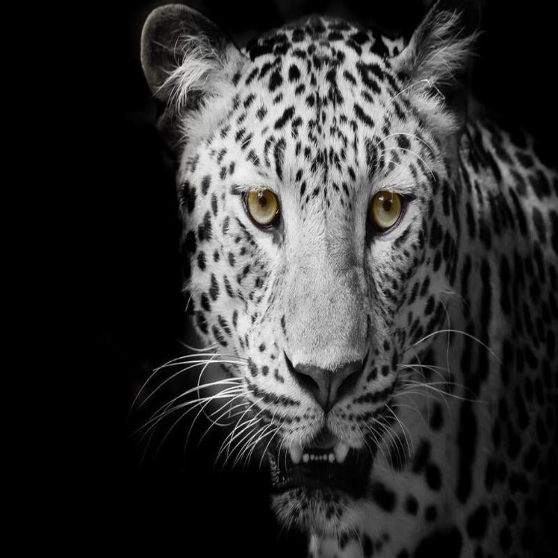 Papier Peint Leopard Noir Blanc